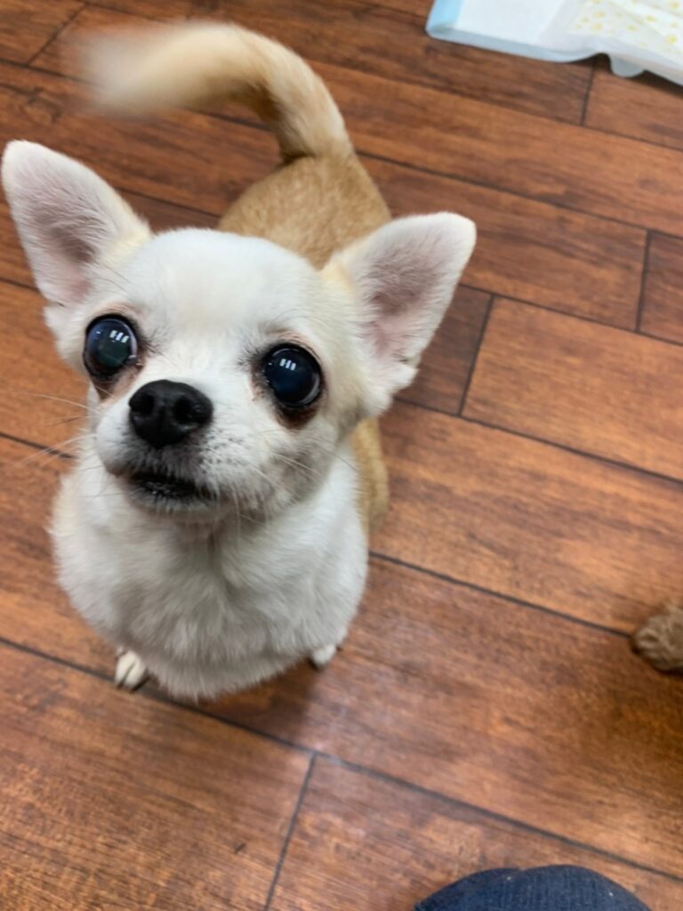 大きな瞳で見上げるチワワの保護犬。しっぽを振って元気いっぱいの様子